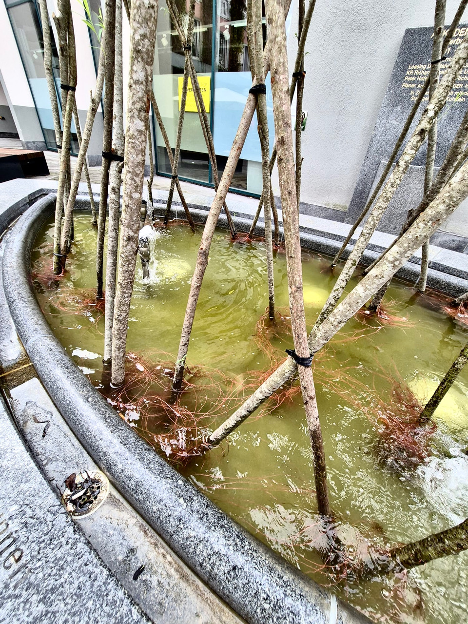 47_Intensiver_Wurzelwuchs